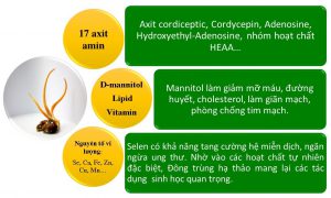 VNH Thanh phan duoc lieu quy co trong dong trung ha thao