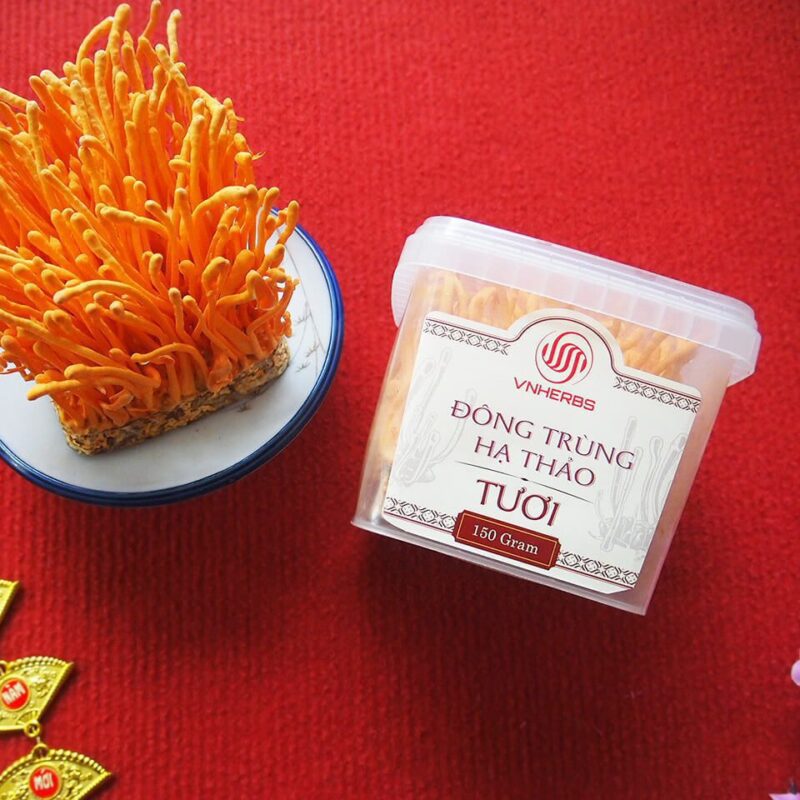 Đông Trùng Hạ Thảo Tươi hộp 150 gram có đế Đông trùng hạ thảo sinh khối dạng tươi