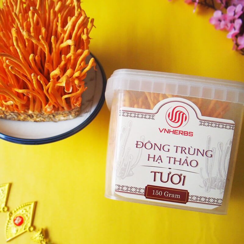 Đông Trùng Hạ Thảo Tươi hộp 150 gram có đế Đông trùng hạ thảo sinh khối dạng tươi
